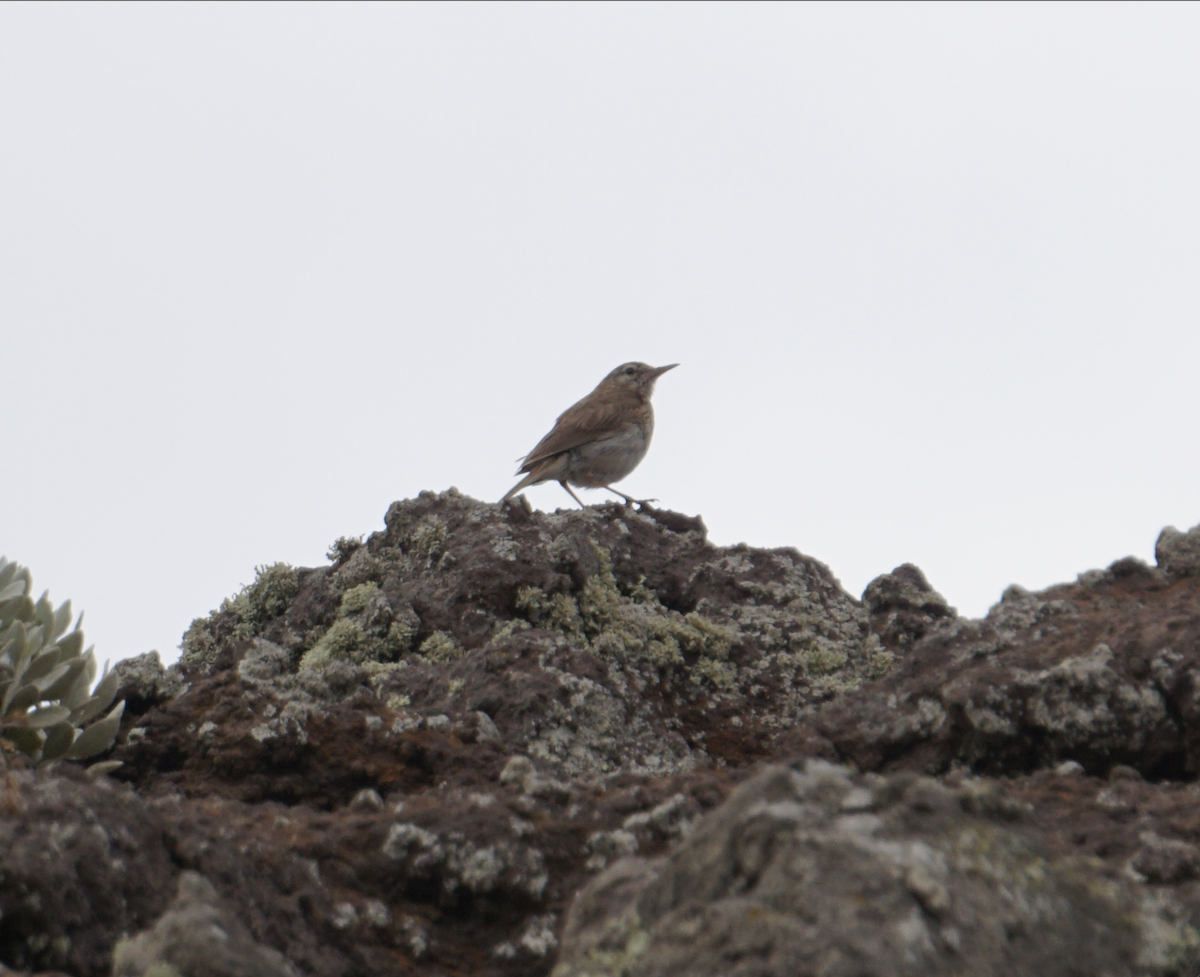 Berthelot's Pipit - ML637936011
