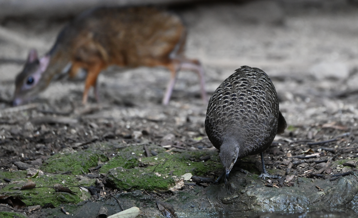 Gray Peacock-Pheasant - ML637936023