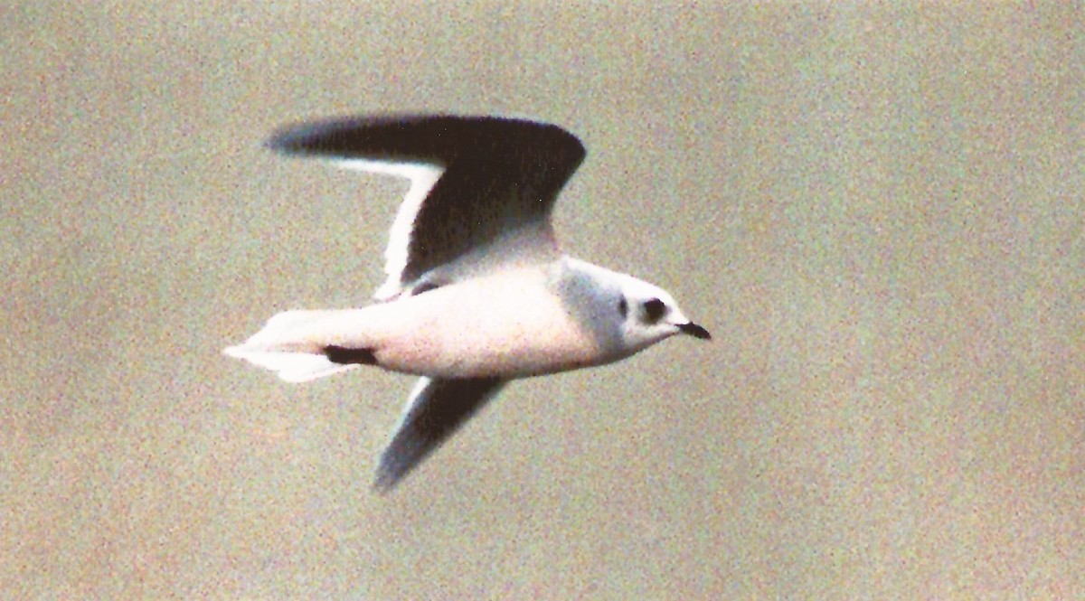 Ross's Gull - ML637936037