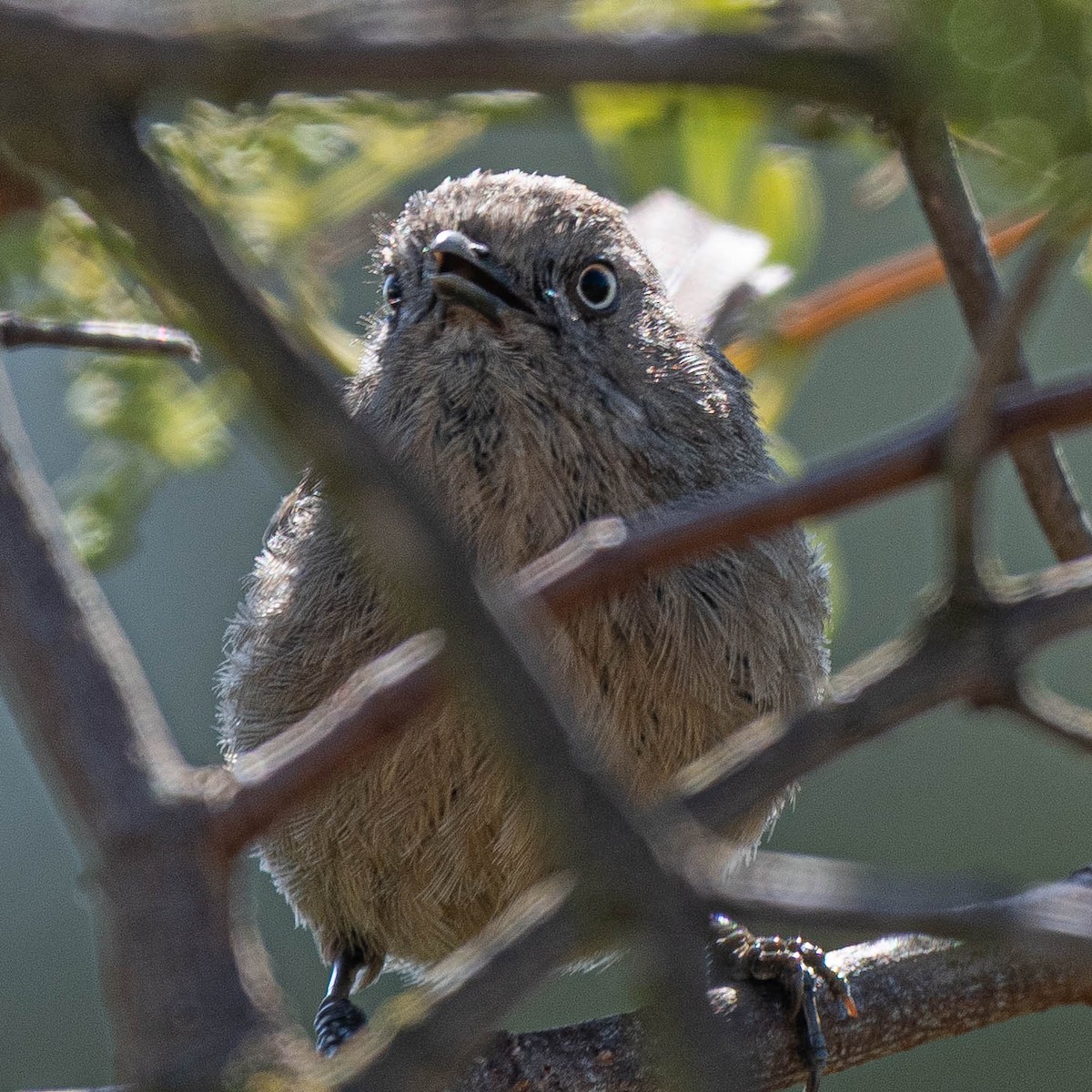 Wrentit - ML637936044