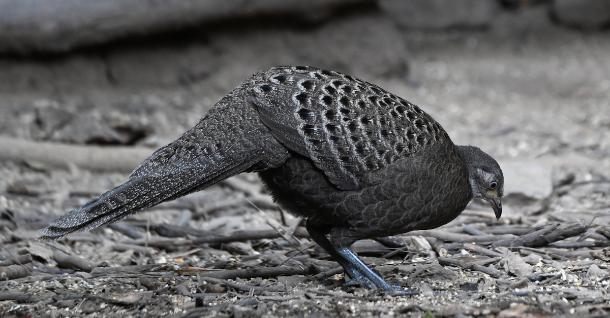 Gray Peacock-Pheasant - ML637936049