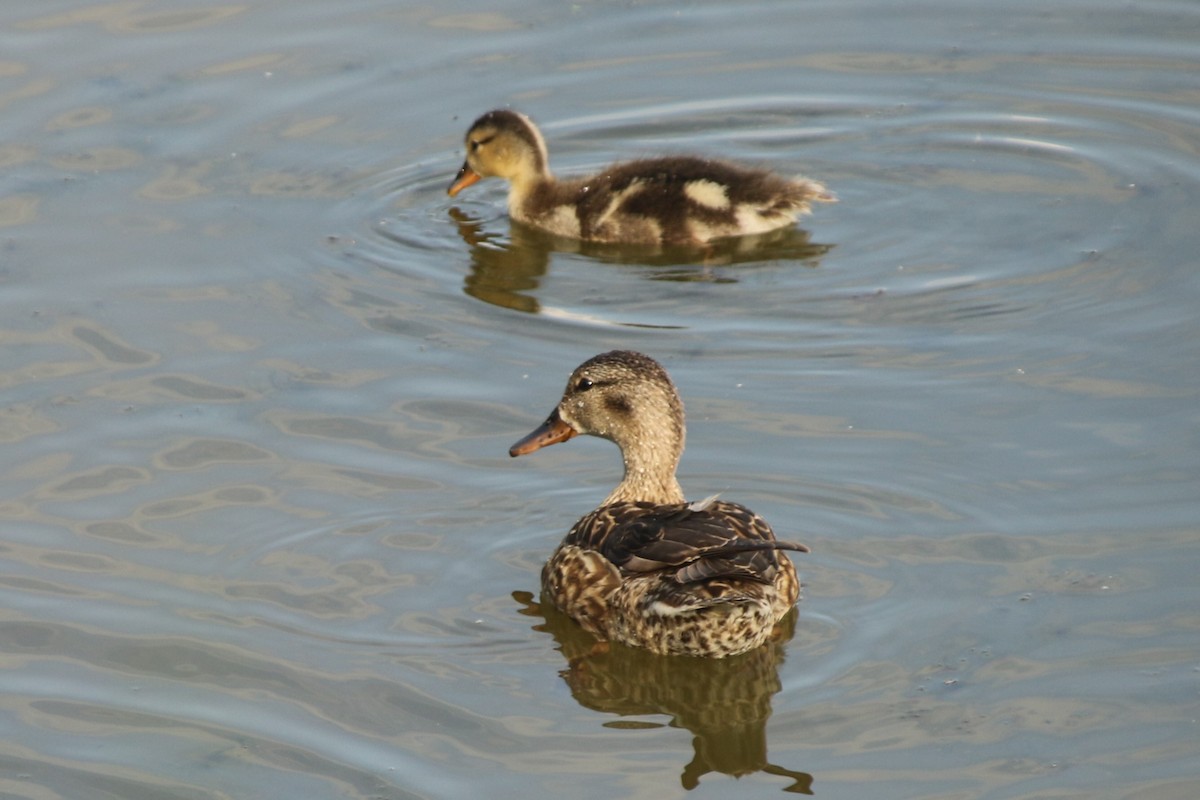Gadwall - ML637936052