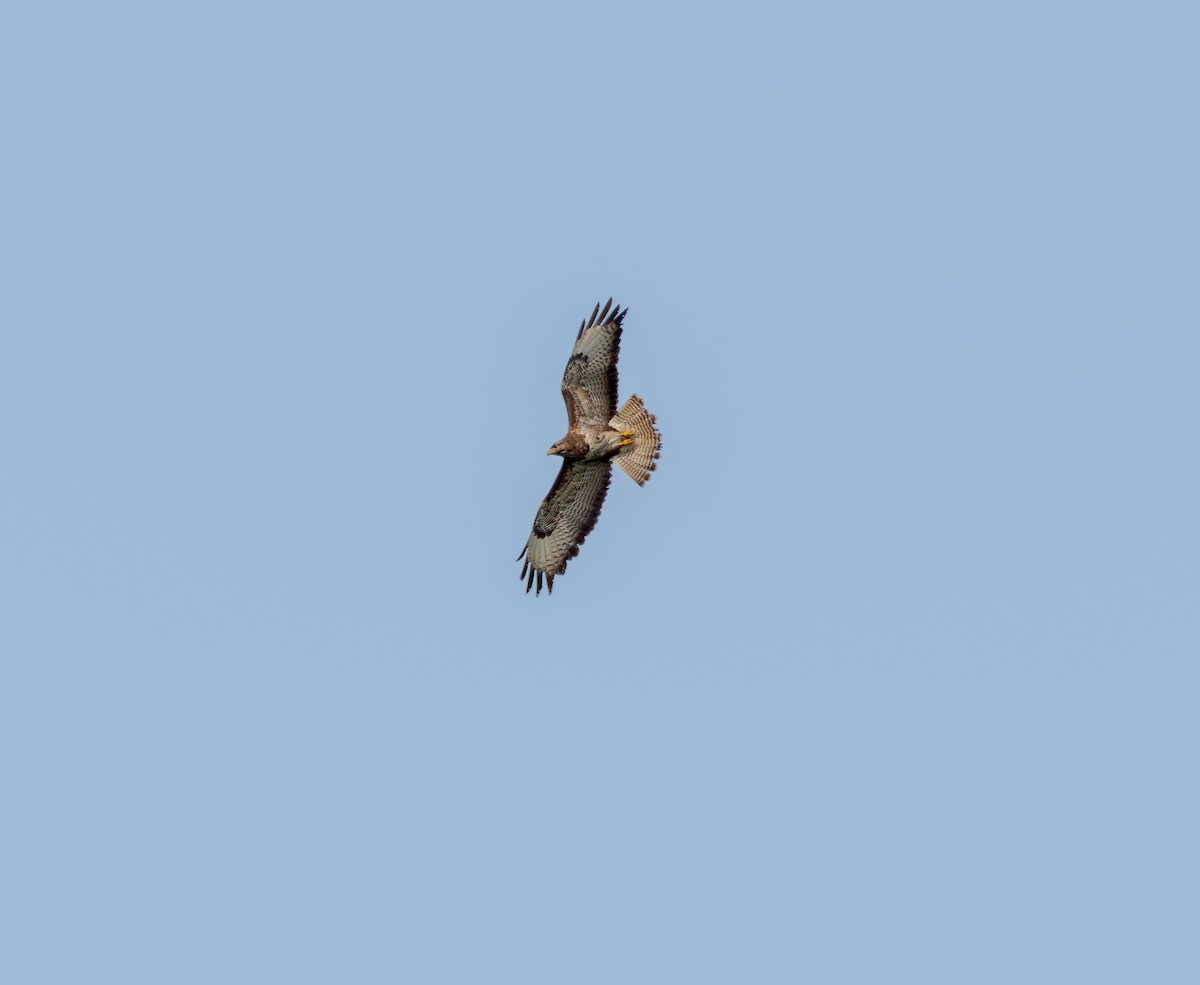 Common Buzzard - ML637936060