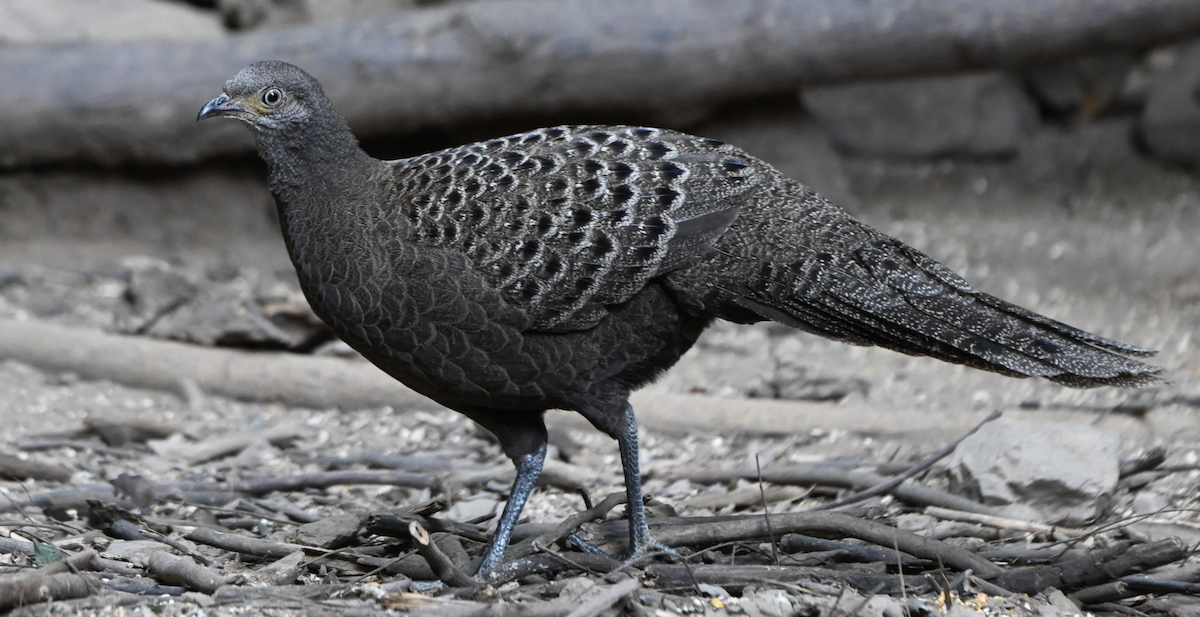 Gray Peacock-Pheasant - ML637936065
