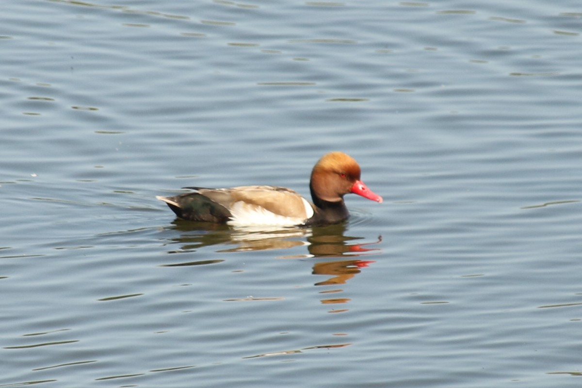 Red-crested Pochard - ML637936068