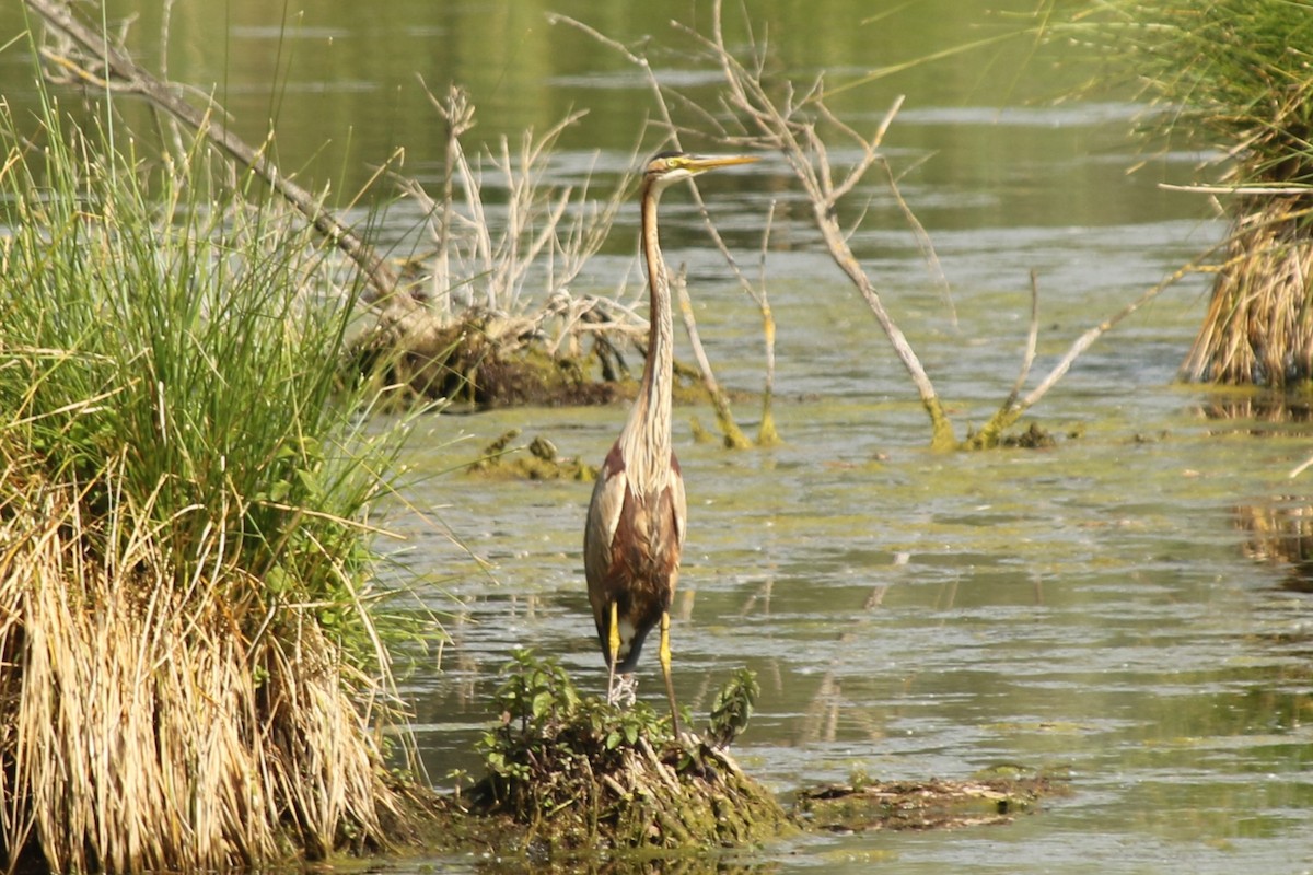 Purple Heron - ML637936100