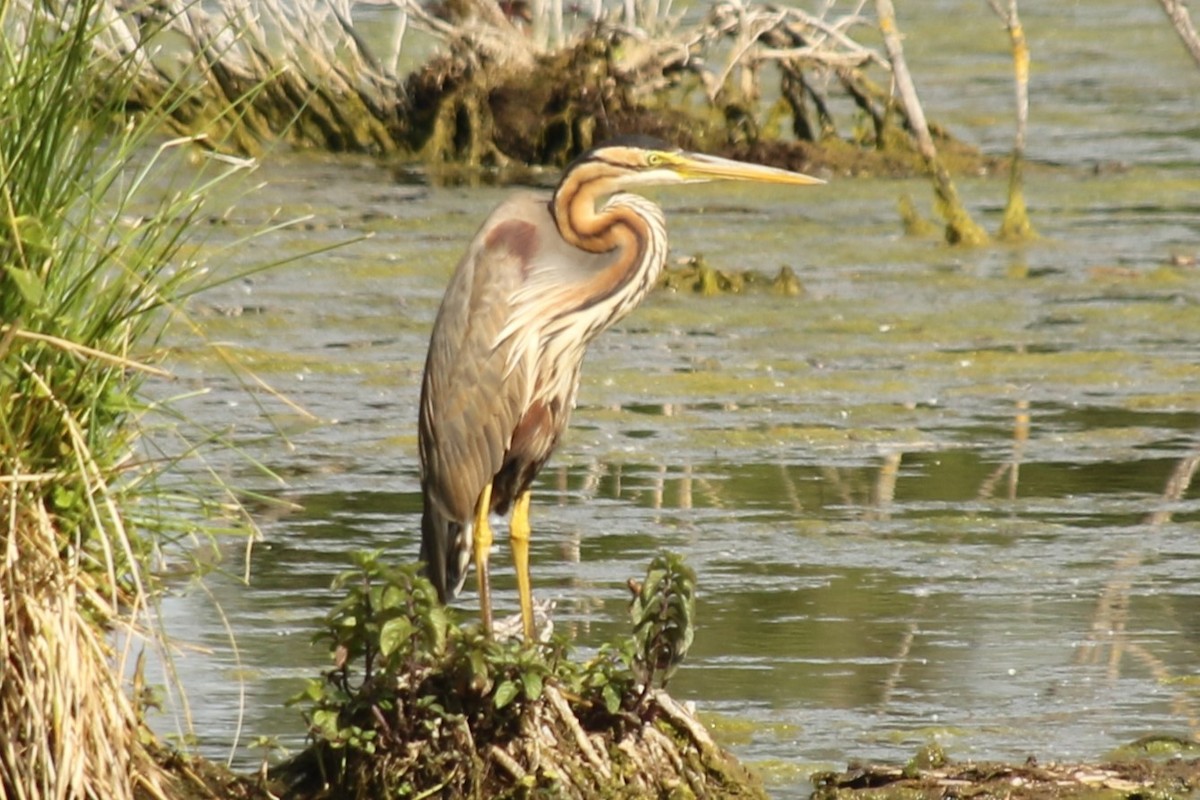 Purple Heron - ML637936101