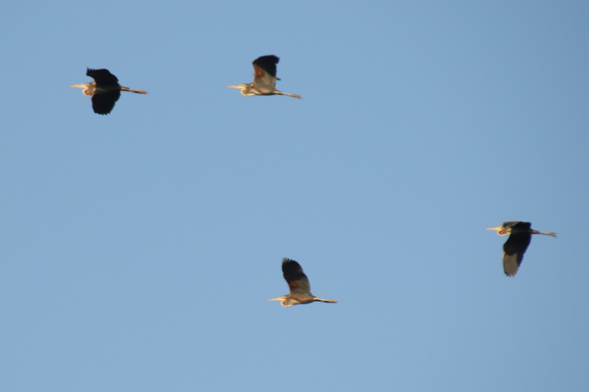 Purple Heron - ML637936102