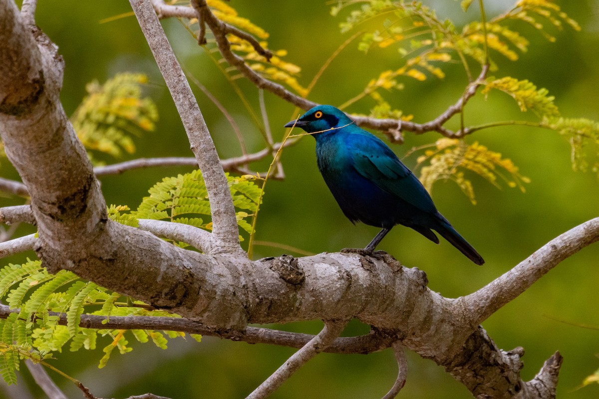 Greater Blue-eared Starling - ML637936113