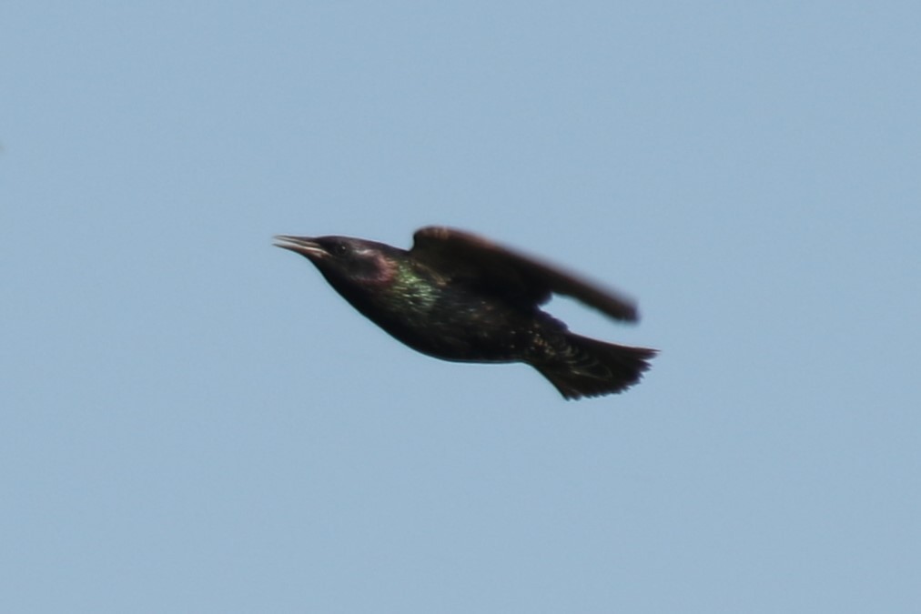 European Starling - ML637936114