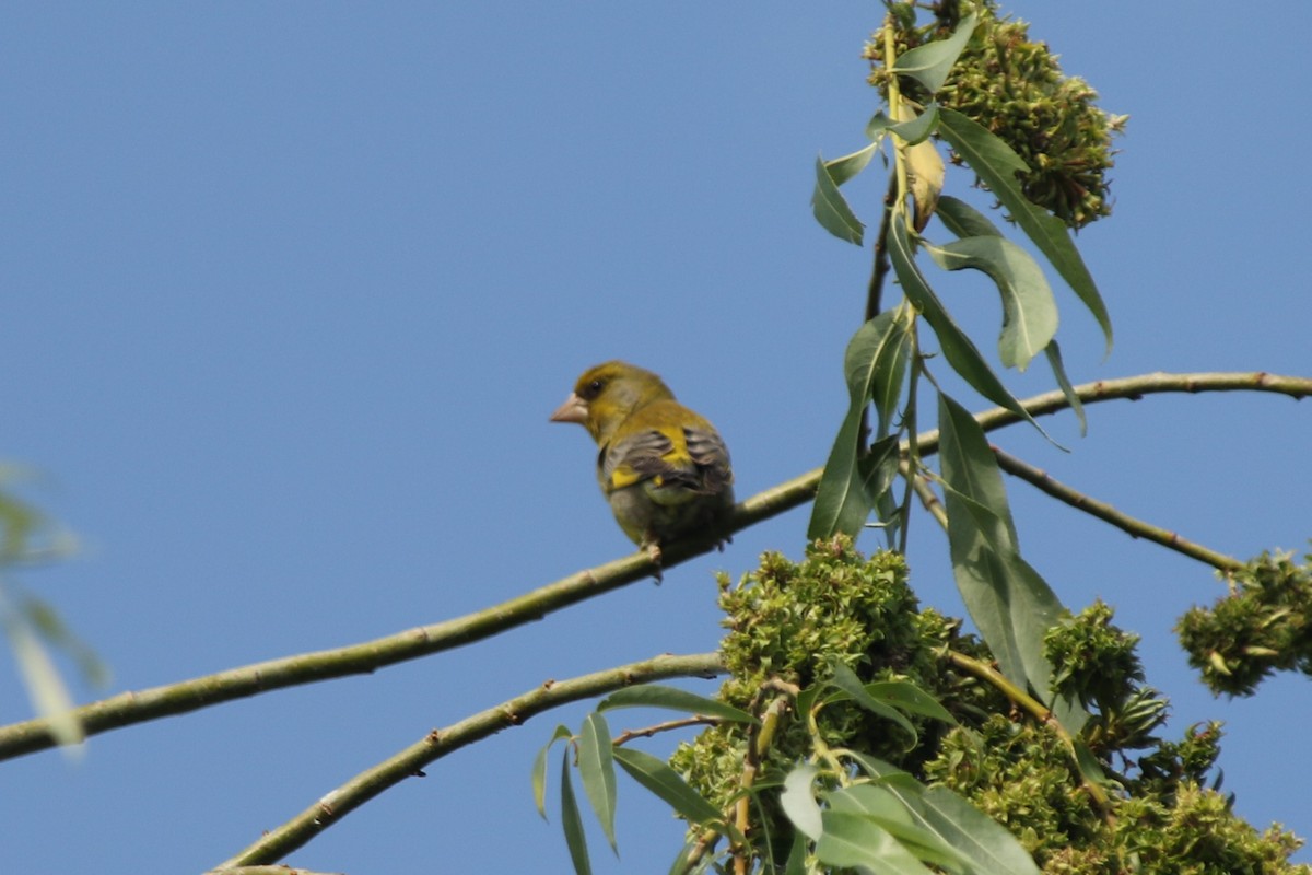 European Greenfinch - ML637936124