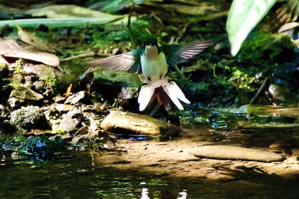 Black-eared Fairy - ML637936135