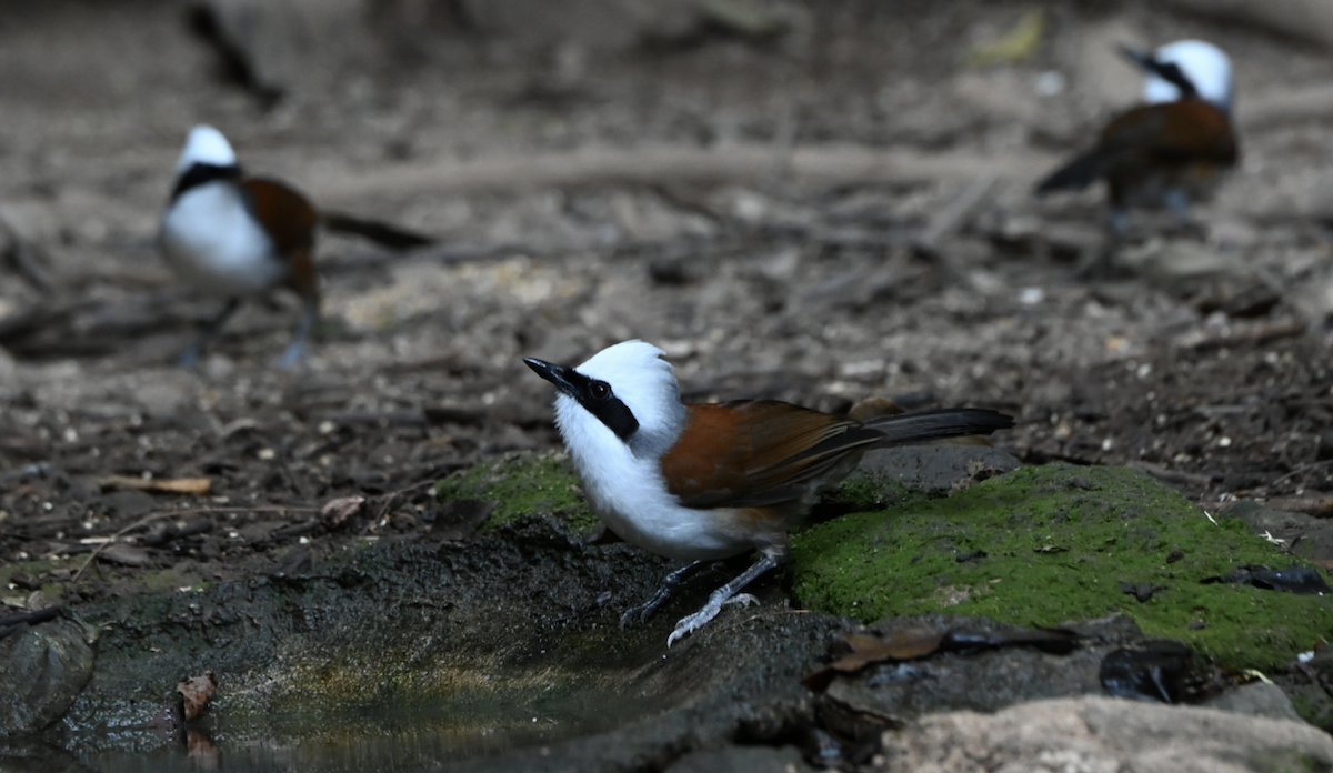 White-crested Laughingthrush - ML637936141