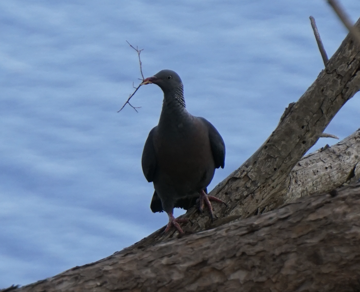 Trocaz Pigeon - ML637936164