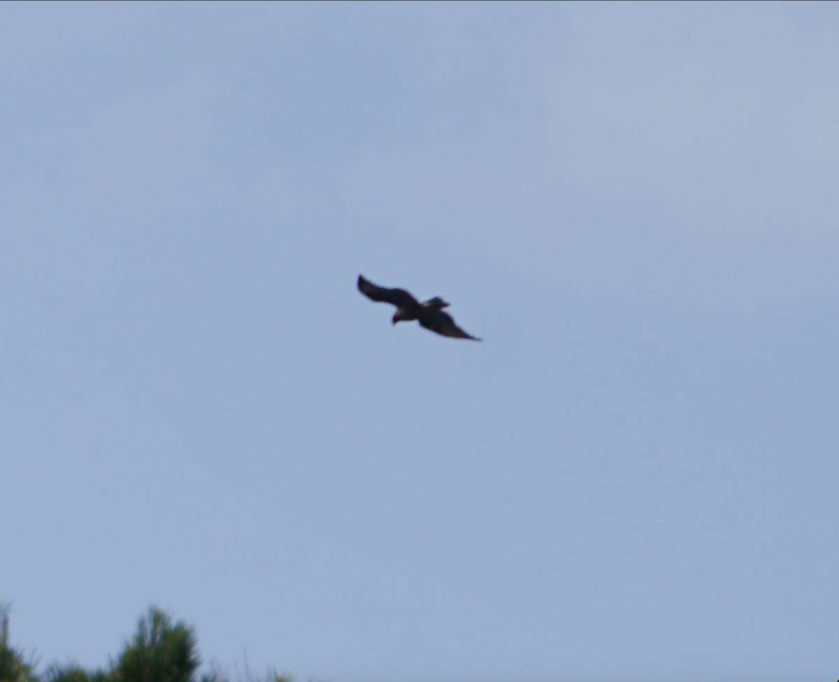 Common Buzzard (Western) - ML637936218