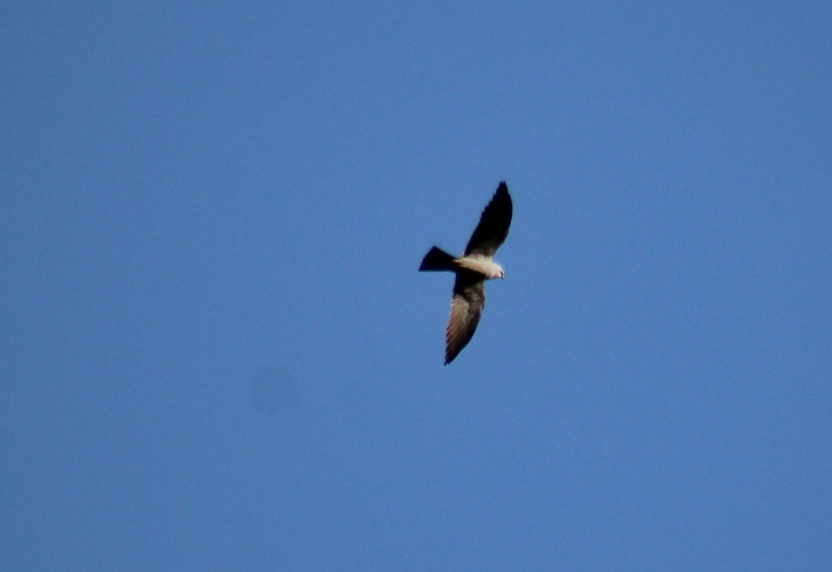 iktinie mississippská - ML637936225