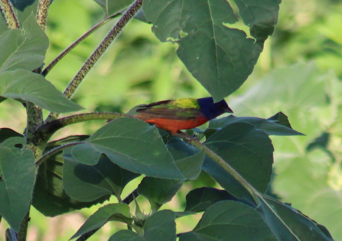 papežík zelenohřbetý - ML637936258