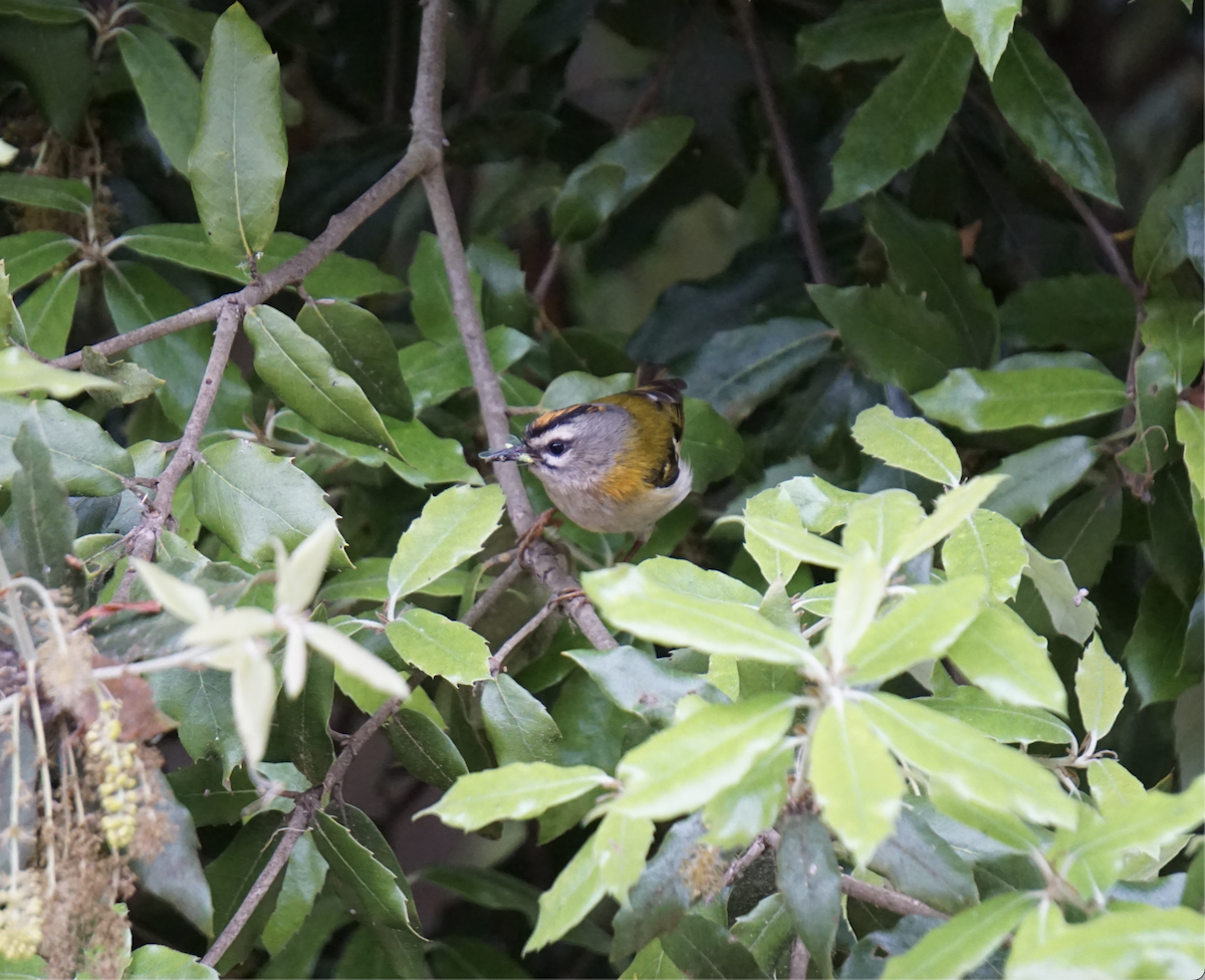 Madeira Firecrest - ML637936319