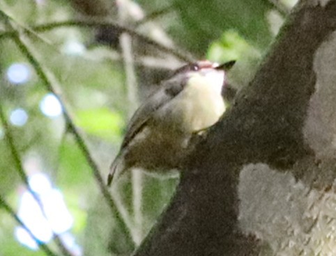 Pale-yellow Robin - ML637936337