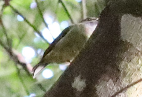 Pale-yellow Robin - ML637936338