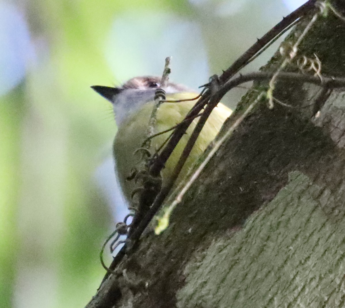 Pale-yellow Robin - ML637936339