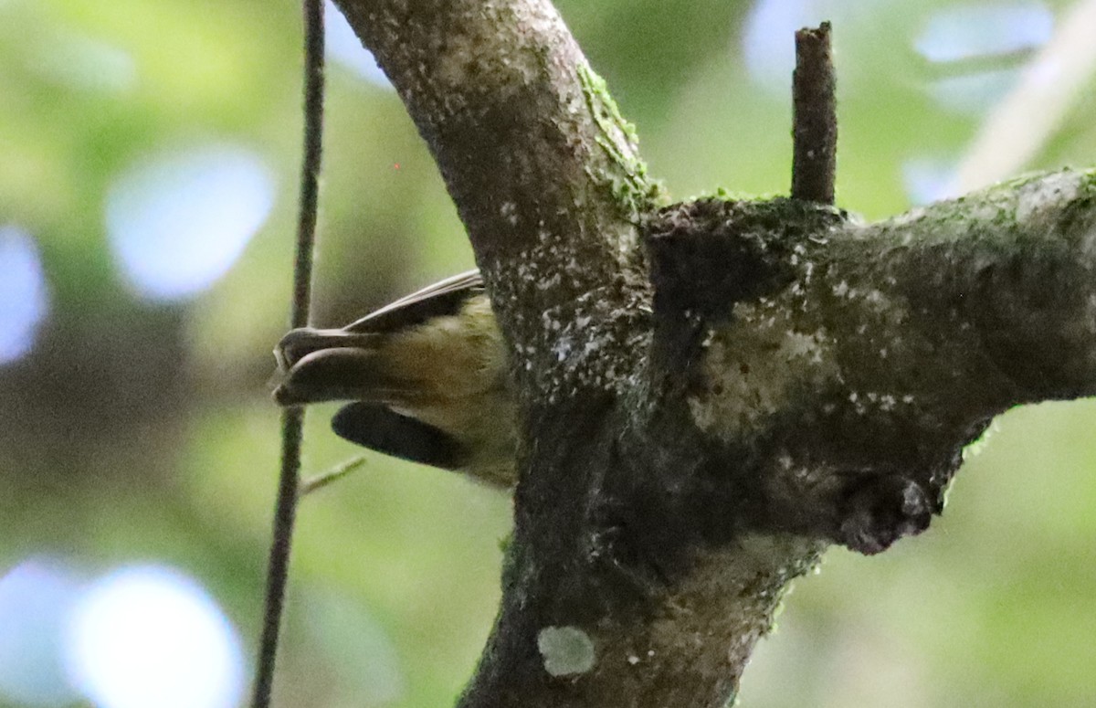 Pale-yellow Robin - ML637936340
