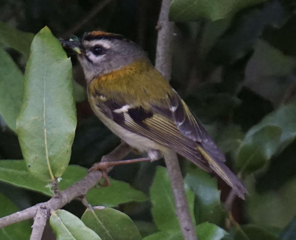 Madeira Firecrest - ML637936341
