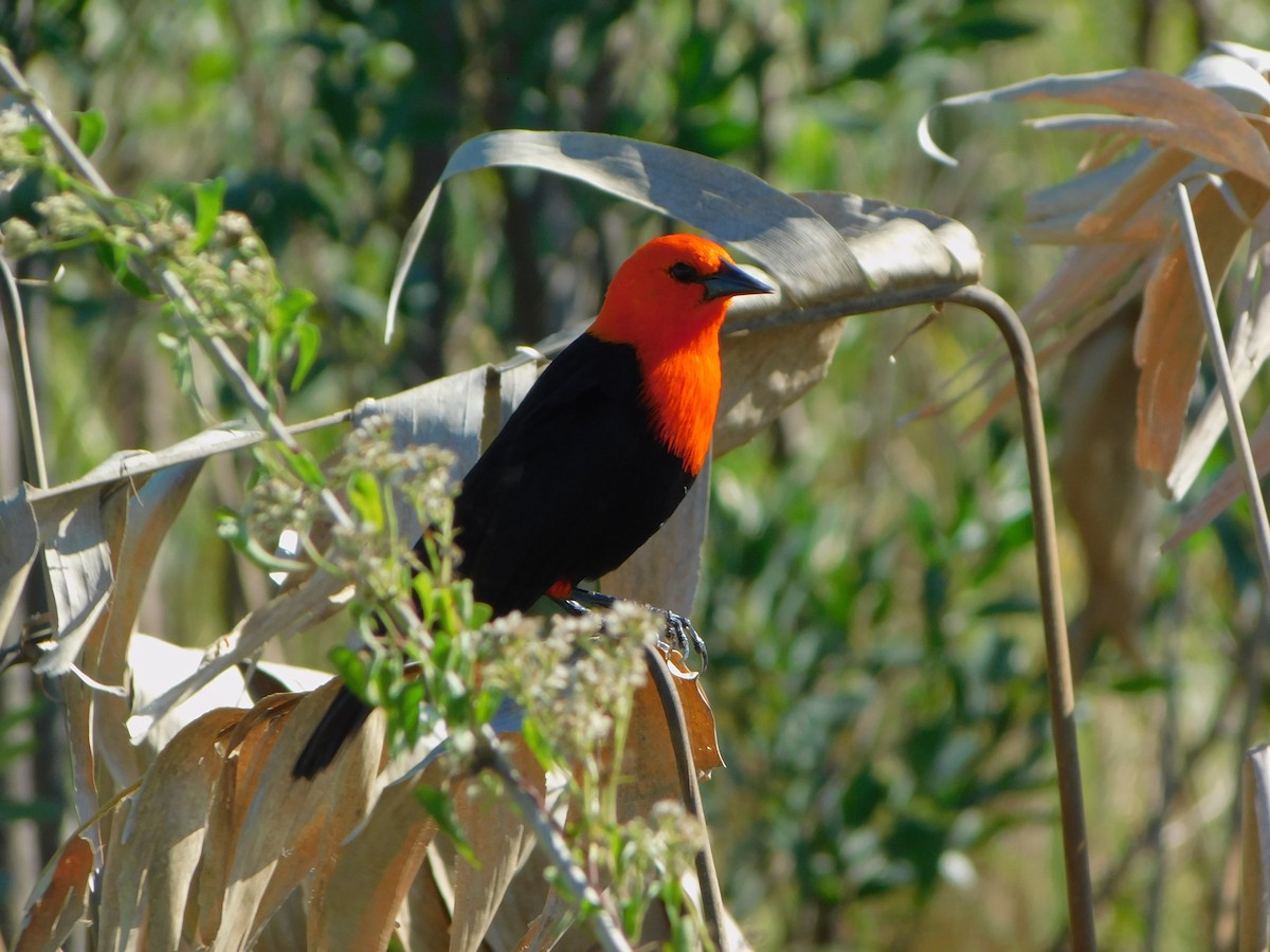Scarlet-headed Blackbird - ML637936363