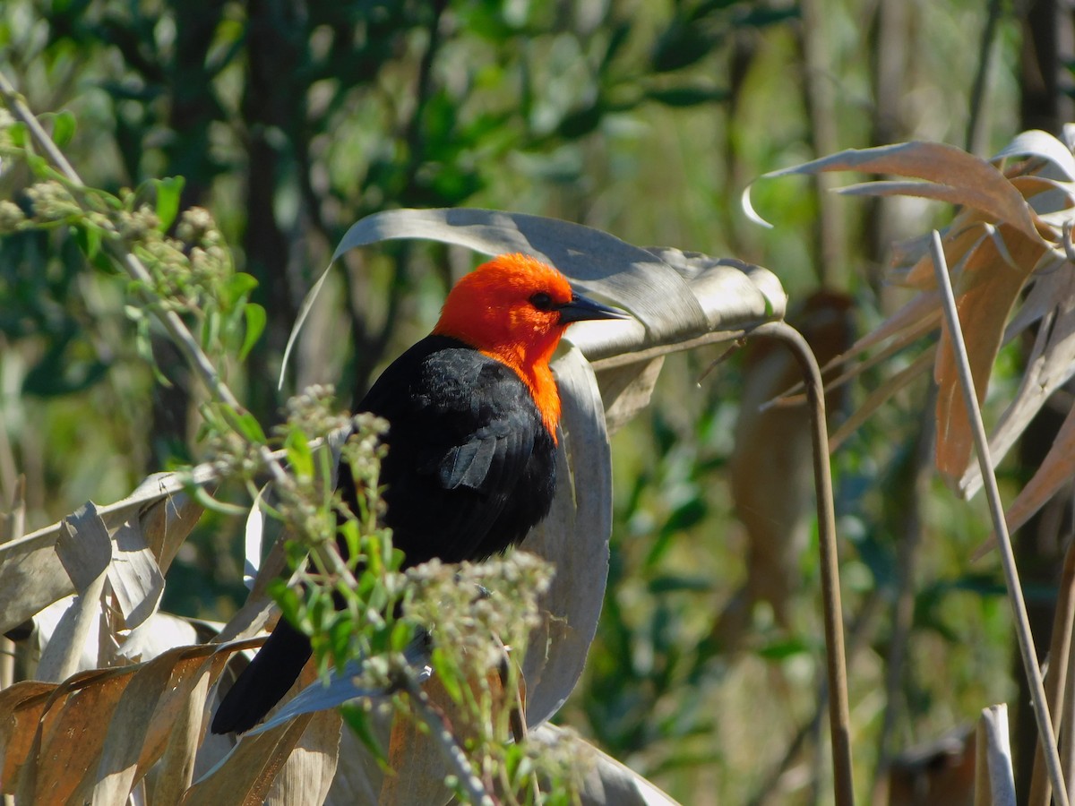 Scarlet-headed Blackbird - ML637936364