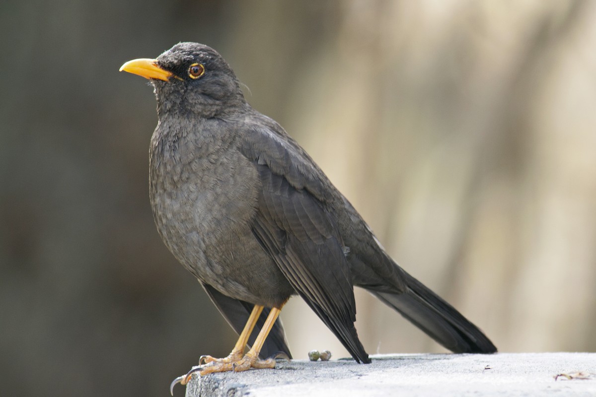 Chiguanco Thrush - ML637936407