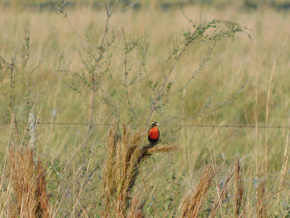 White-browed Meadowlark - ML637936458