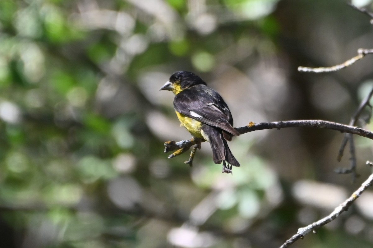 Lesser Goldfinch - ML637936474