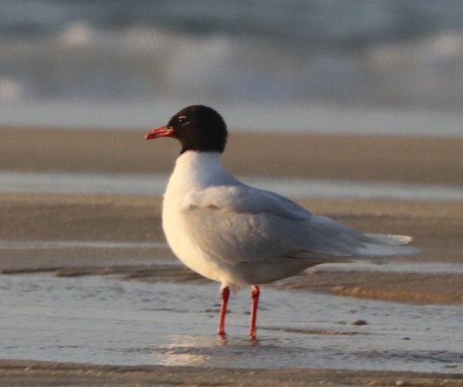 Mediterranean Gull - ML637936499