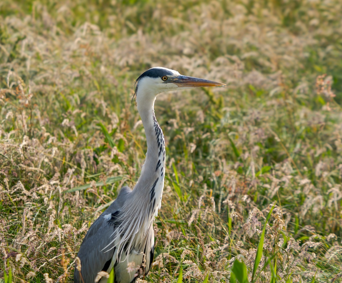 Gray Heron - ML637936525