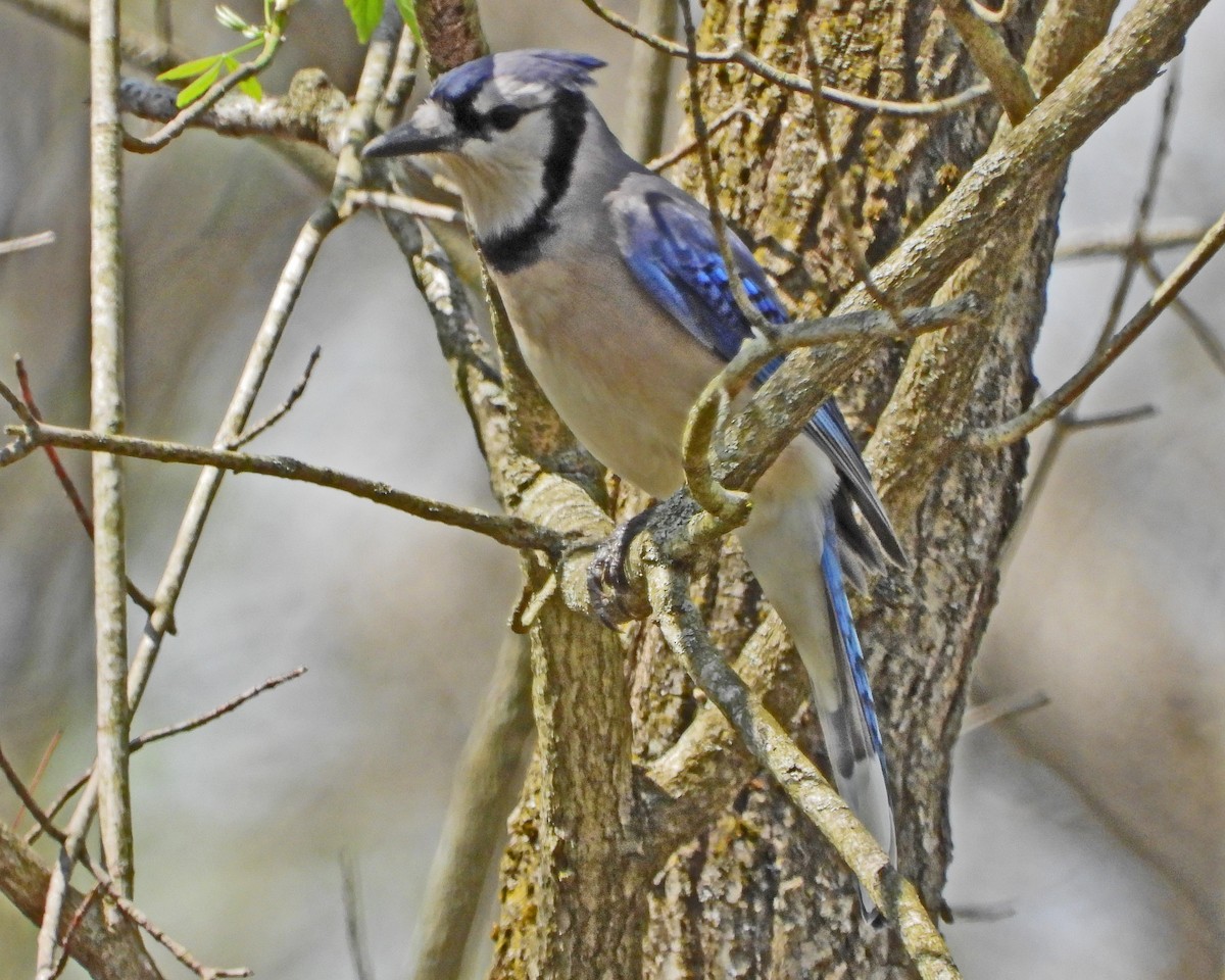 Blue Jay - ML637936537