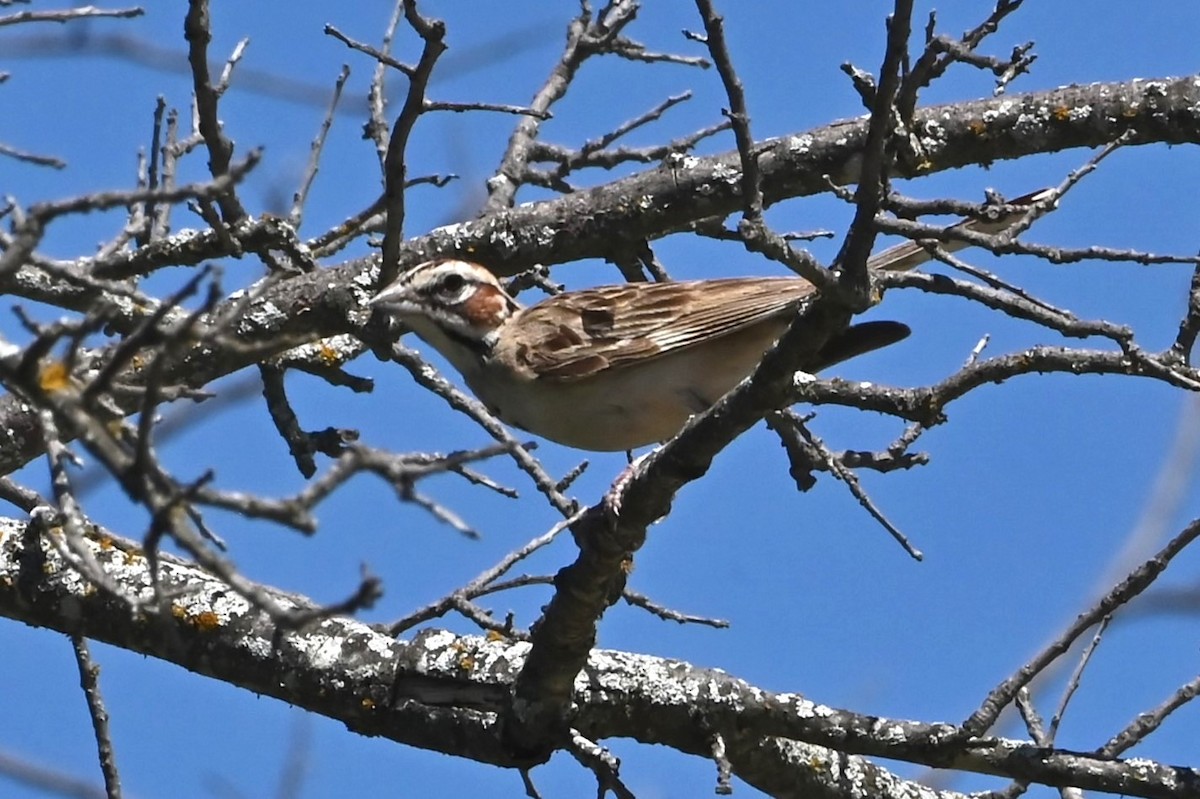 Lark Sparrow - ML637936542