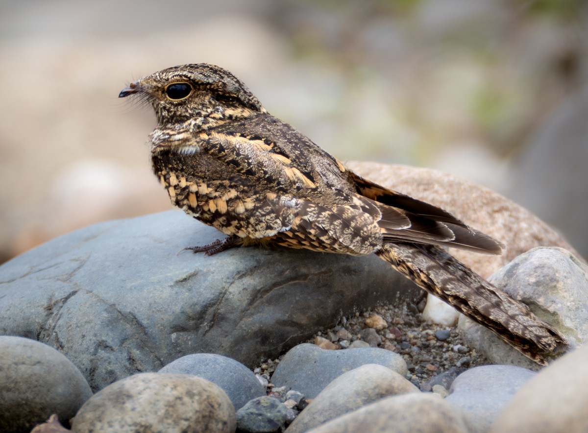Ladder-tailed Nightjar - ML637936543