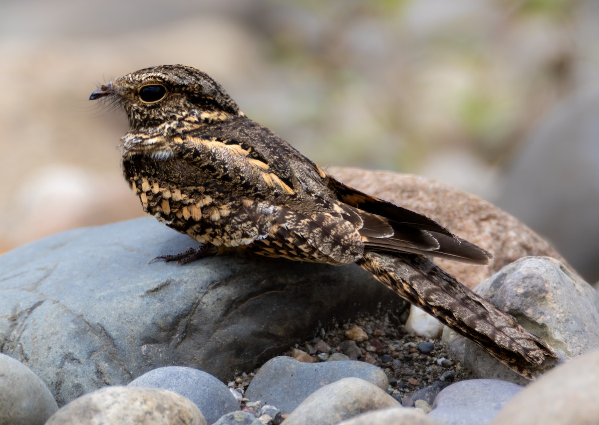 Ladder-tailed Nightjar - ML637936546