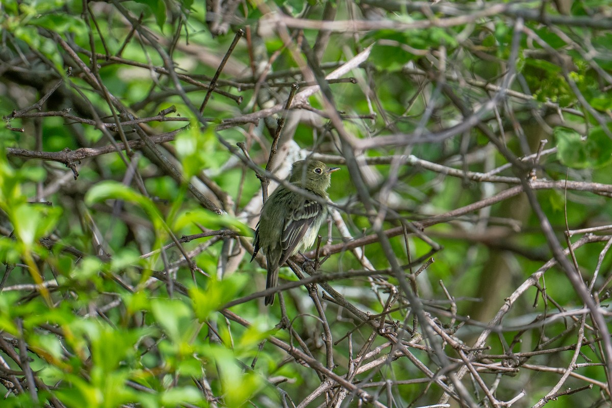 Sarı Karınlı Boreal Sinekkapan - ML637936548