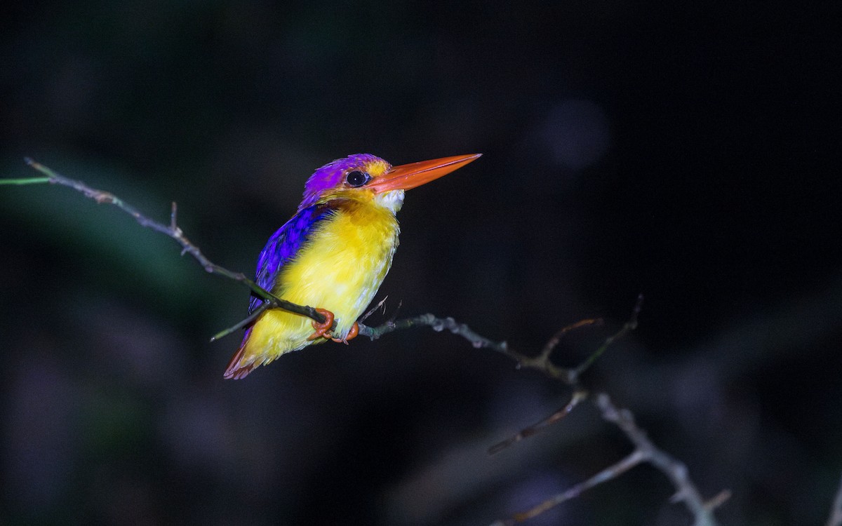 Rufous-backed Dwarf-Kingfisher - ML637936568