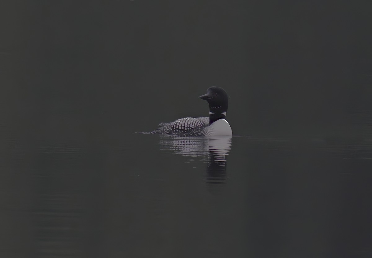 Plongeon huard - ML637936572