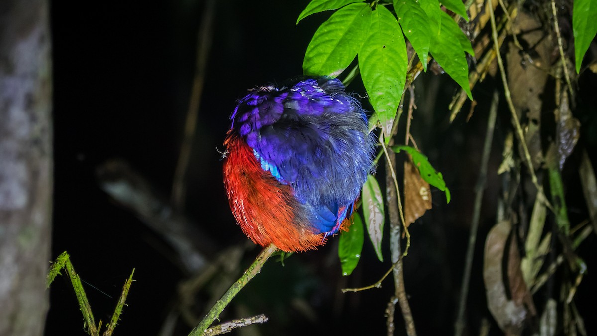 Black-crowned Pitta - ML637936607