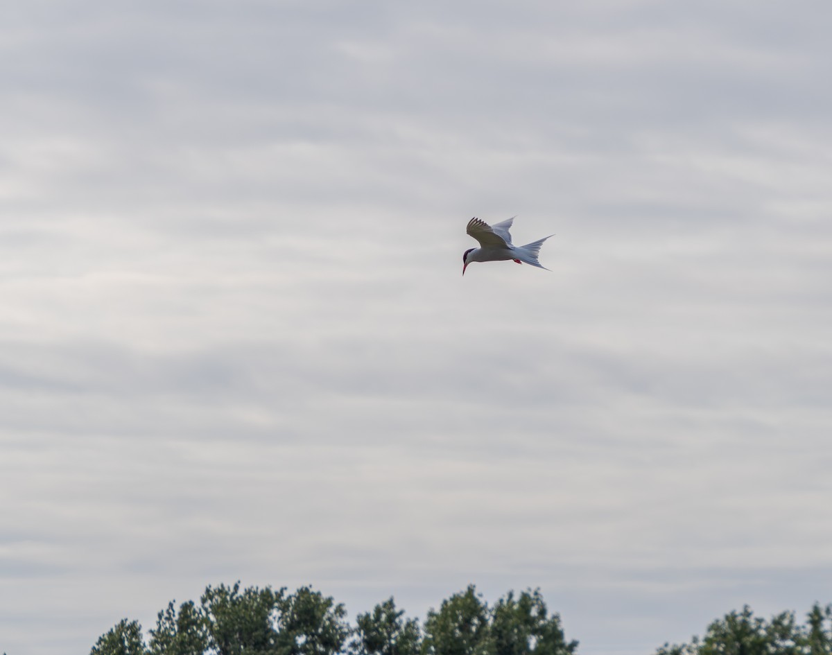 Common Tern - ML637936671