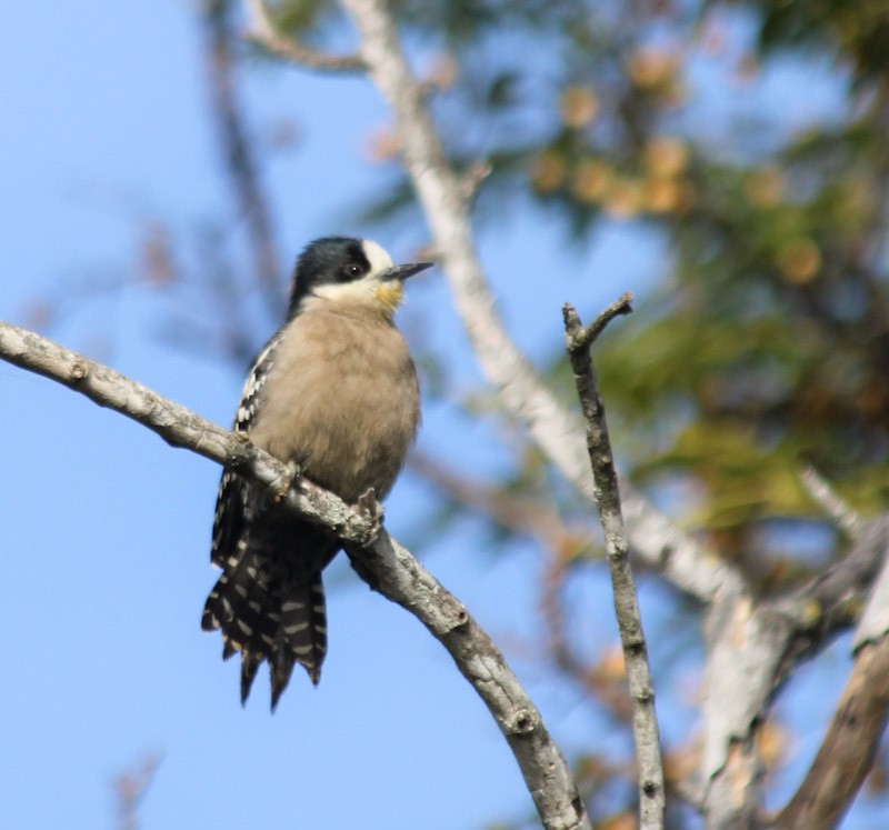 White-fronted Woodpecker - ML637936673