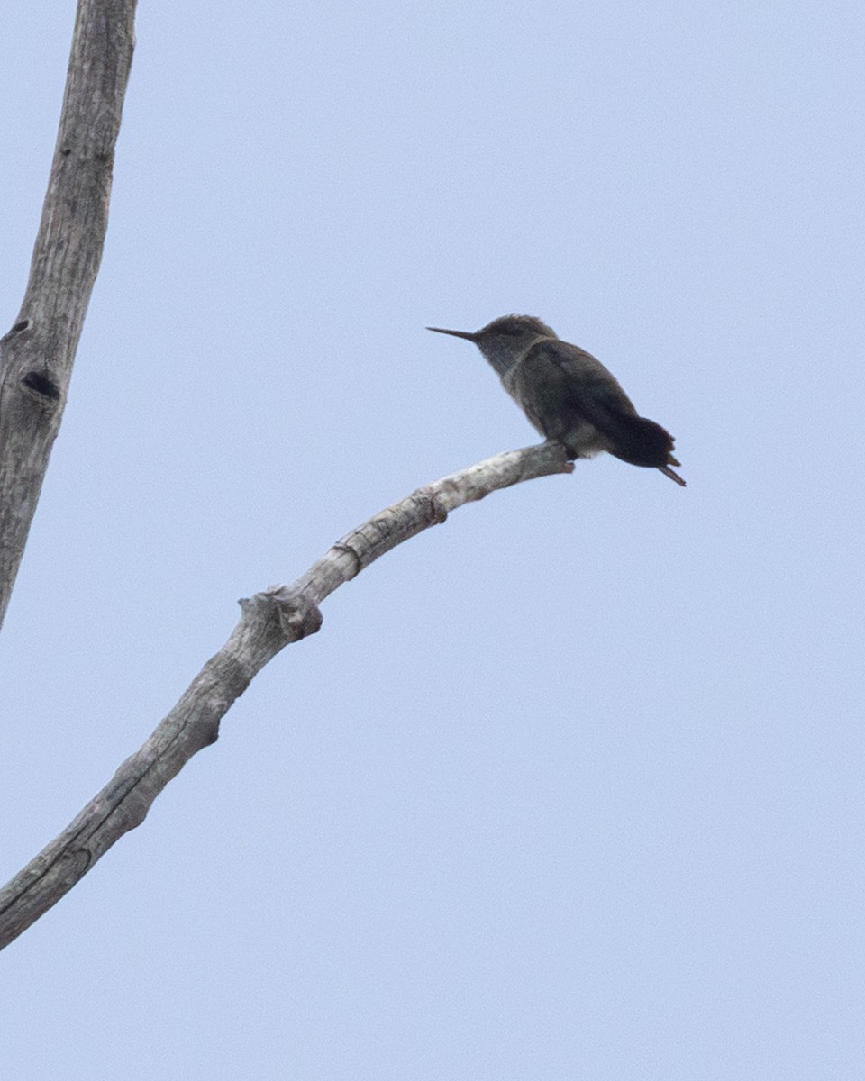 Colibrí Zumbadorcito - ML637936675