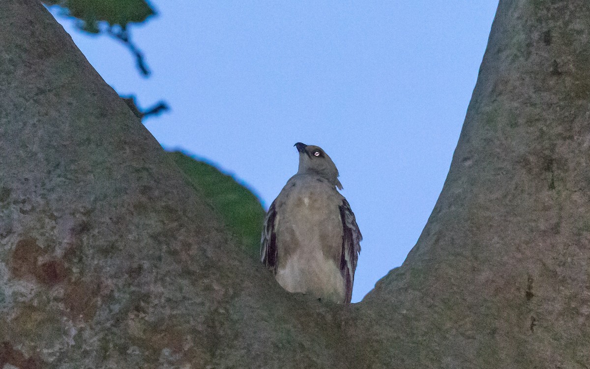Wallace's Hawk-Eagle - ML637936694