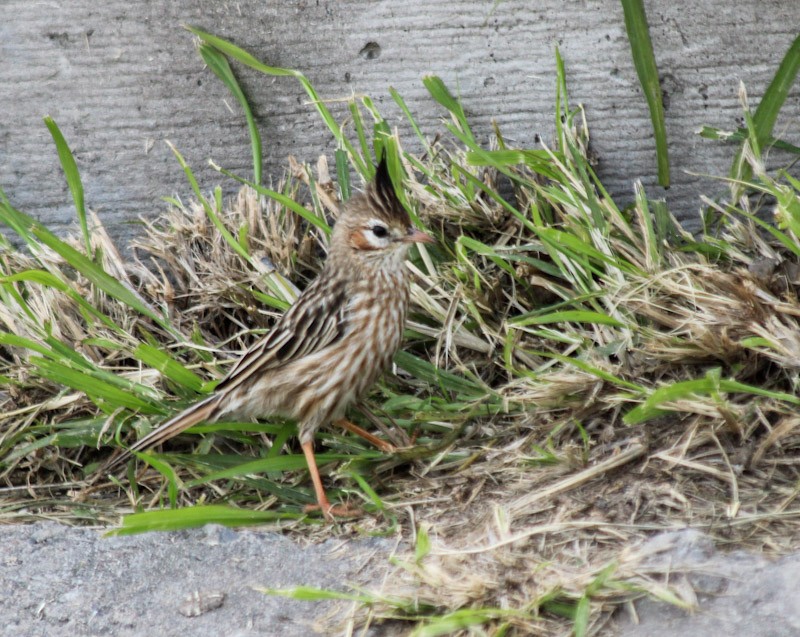 Chacobuschläufer - ML637936708