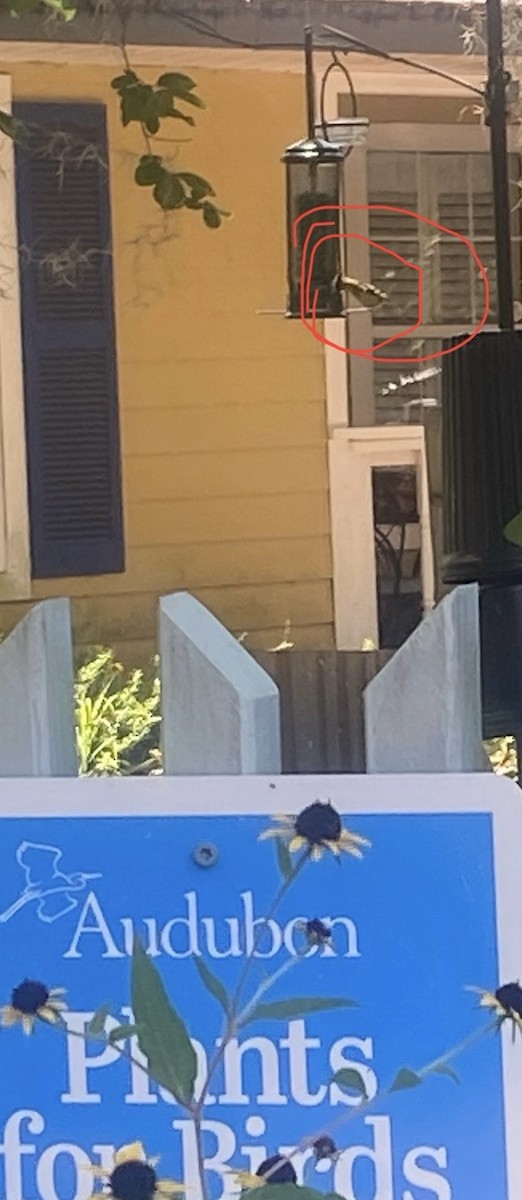 American Goldfinch - ML637936728