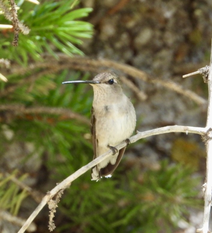 Black-chinned Hummingbird - ML637936755