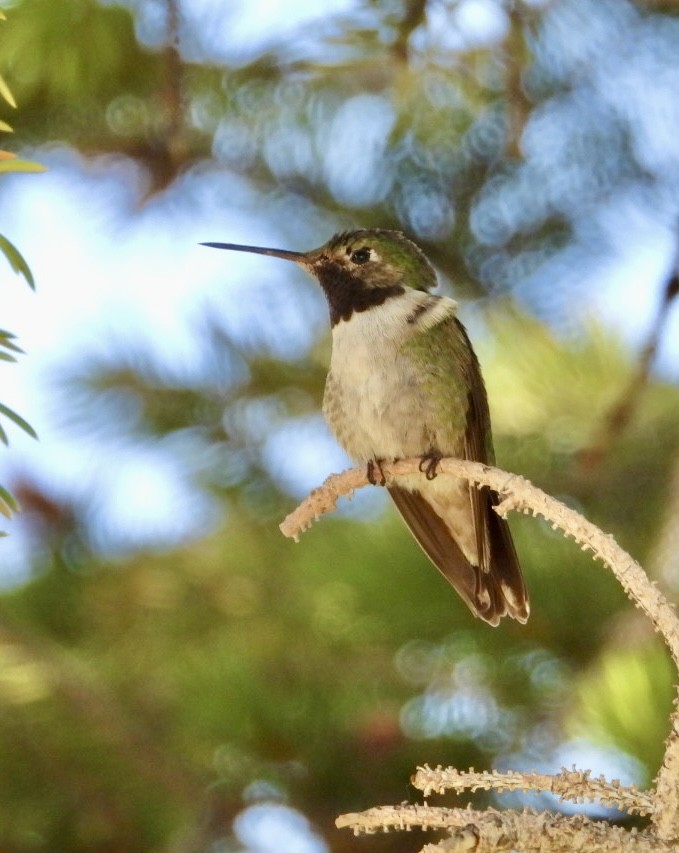 Broad-tailed Hummingbird - ML637936765